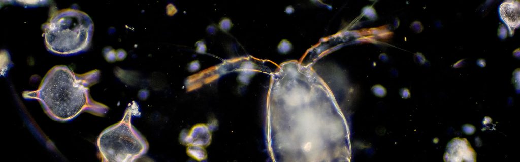 Plankton on Tap