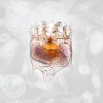 Plankton on Tap